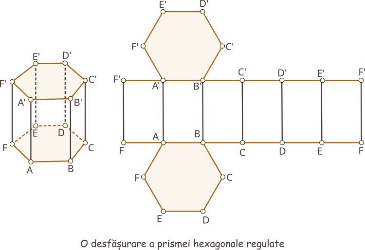 O posibilă desfășurare a prismei hexagonale regulate (bazele sunt hexagoane regulate congruente).