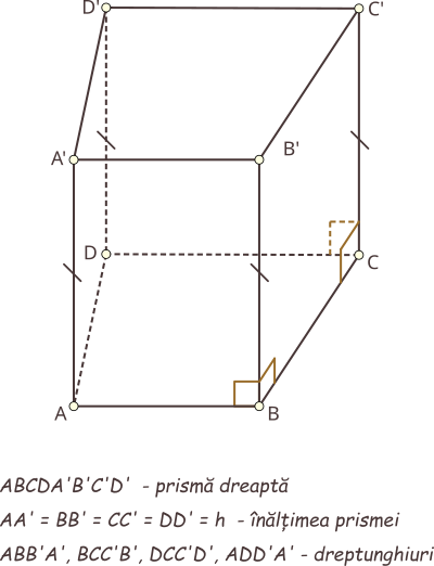 Prisma dreaptă este prisma ale cărei muchii laterale sunt perpendiculare pe planele bazelor. Prismele care nu sunt dreapte se numesc oblice. Înălțimea unei prisme drepte este congruentă cu muchiile laterale. Fețele laterale ale unei prisme drepte sunt dreptunghiuri.